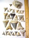 Mako Shark Tooth Haul